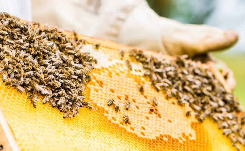 GUARDA PROTEGE A APICULTURA E AS ABELHAS