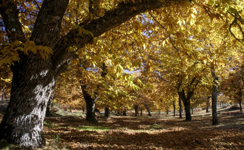 Seminário “A Apicultura na Atualidade” em Vinhais – organização conjunta da FNAP e da Associação dos Apicultores do Parque Natural de Montesinho
