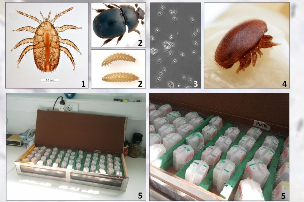 POSTER_Rainhas_Valério et alli_Salamanca_imagens