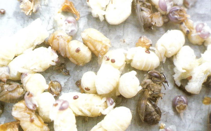 SEIS ILHAS DOS AÇORES RECONHECIDAS COMO INDEMNES DE VARROOSE PElA UNIÃO EUROPEIA