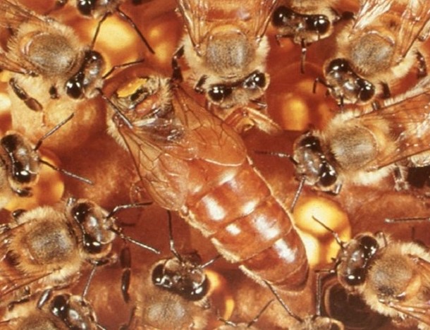Importação de Rainhas apresenta risco biológico para a Apicultura Nacional