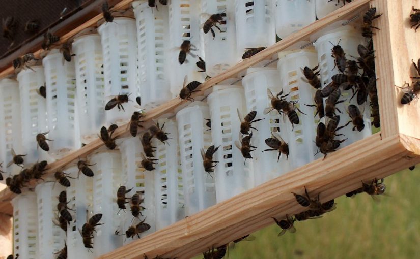MELBIONISA aprovada como Criadora de Rainhas